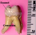 Labeled molar