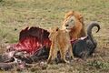 Male Lion and Cub, Chitwa, South Africa