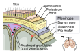 Diagram of the meninges, including the dura mater
