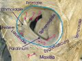 Orbit (anatomy)