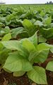 Patch of Tobacco (Nicotiana tabacum) in a field in Intercourse, Pennsylvania.