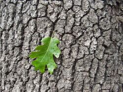 Bark of oak tree