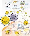 Betacoronavirus