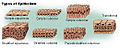Epithelium illustration