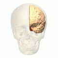 Animation of the occipital lobe