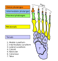 Toe