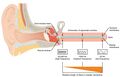 Inner ear