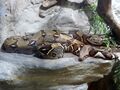 Boa constrictor, Vaňkovka, Brno