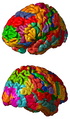 Brodmann areas 3D