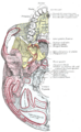 Vomer bone, anterior view