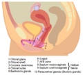 Organs and tissues with sexual functions (female)