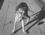 Rabid dog