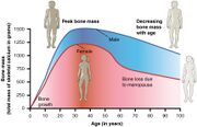 Age and bone mass