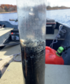 Aluminum sulfate floc in lake sediment