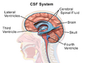 Cerebrospinal system diagram