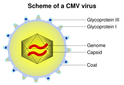 CMV schema