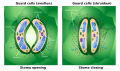 Opening and closing of stoma