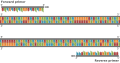 Primers and reverse complement