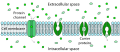 Scheme of facilitated diffusion in cell membrane