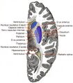 Insular_cortex