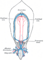 Umbilical vein