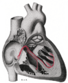 Sinoatrial node