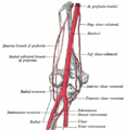 The ligaments of the elbow joint. Anterior view.