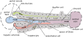 Hepatic structure
