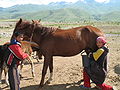Mare being milked in Suusamyr