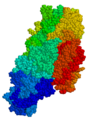 Tissue transglutaminase