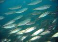 Mackerel