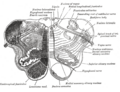 Diagram of the olivocerebellar tract