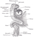Umbilical vein