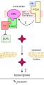 Paracrine_signaling