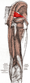 Piriformis muscle