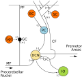Diagram of the Microanatomy of Human Cerebellar Cortex