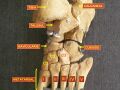 Fourth metatarsal bone