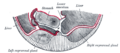 Lesser omentum
