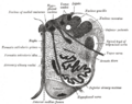 Anterior external arcuate fibers