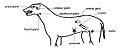 Anatomy and physiology of animals Main endocrine organs of the body