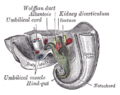 Umbilical vein