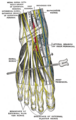 Lateral plantar nerve