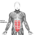 Tendinous intersection
