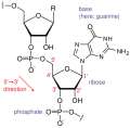 Ribonucleic acid chemical structure