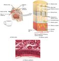 Olfaction