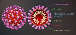 3D medical animation coronavirus structure