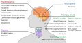 Endocrine and central nervous system