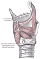 Anatomy of the larynx