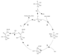 Hydroformylation mechanism