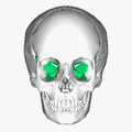 Position of sphenoid bone (shown in green). Animation.